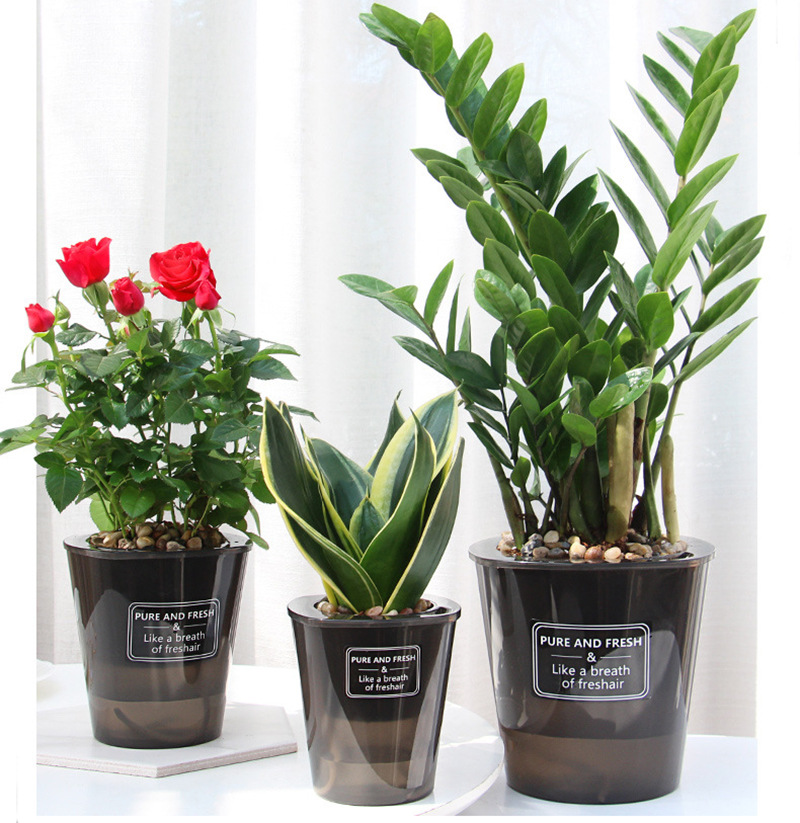 Aloe Vera Pot - Automatischer wasser absorbieren der Blumentopf selbst