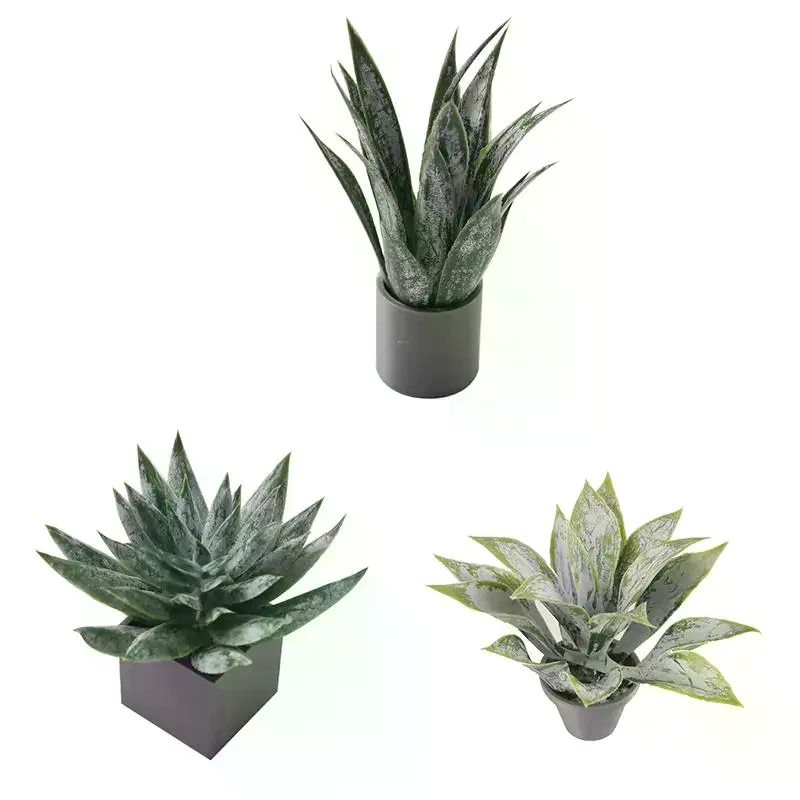 Miniatur-Aloe-Vera-Topfpflanze – Aloe Vera Pot Bewertung und Preis
