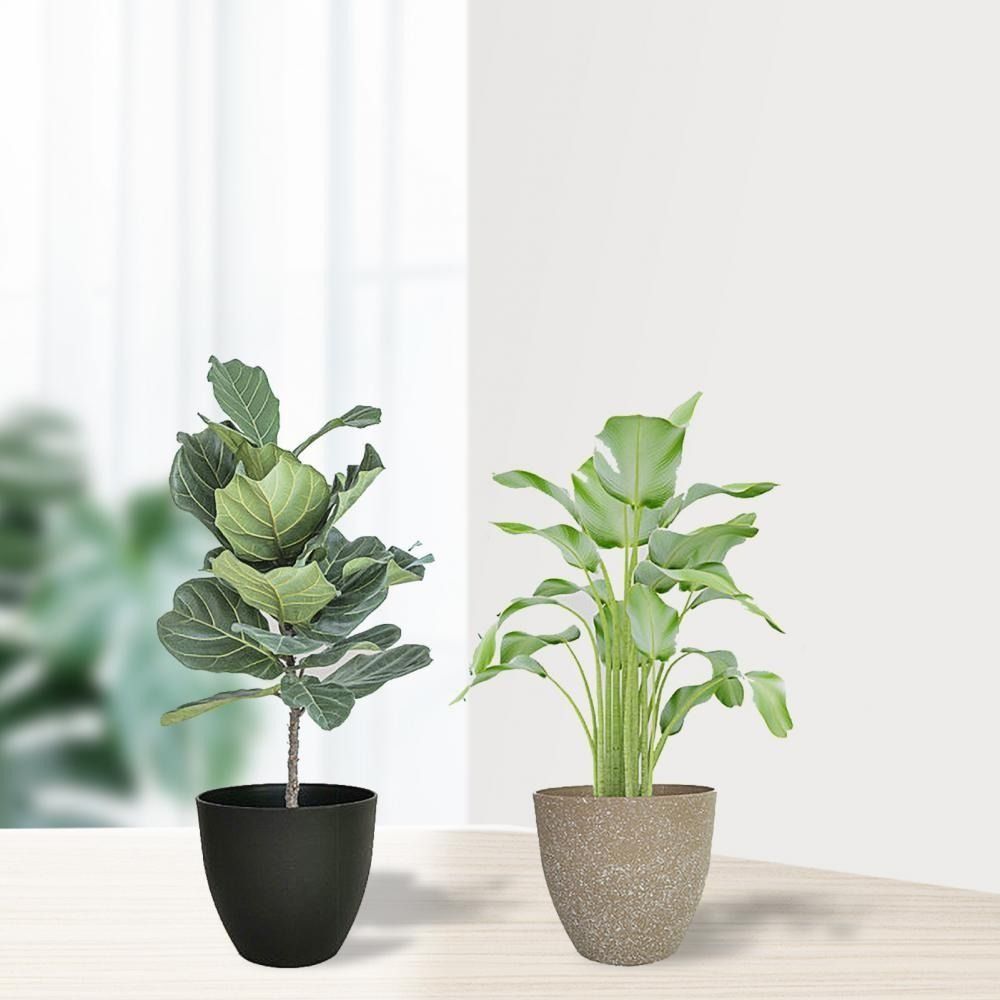 Blumentöpfe aus mattiertem Ste – Aloe Vera Pot Bewertung und Preis