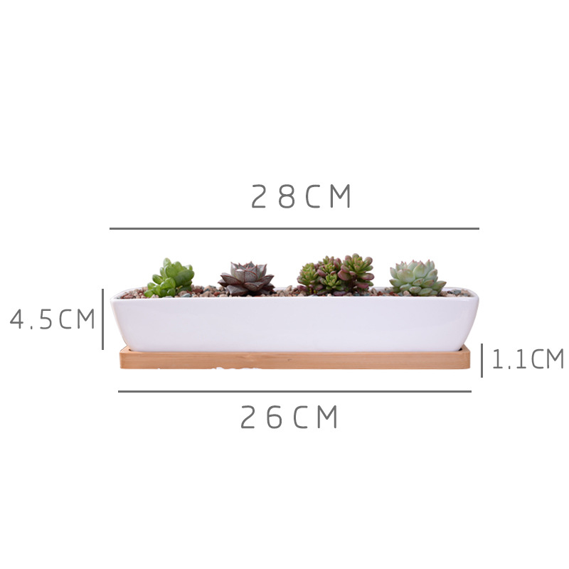Langer rechteckiger, weißer Su – Echeveria Succulent Bewertung und Preis