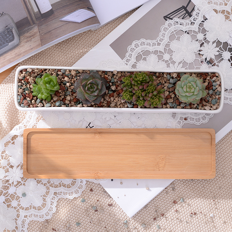 Langer rechteckiger, weißer Su – Echeveria Succulent Bewertung und Preis