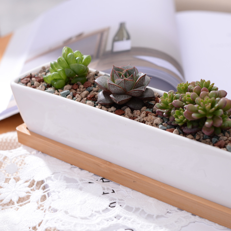 Langer rechteckiger, weißer Su – Echeveria Succulent Bewertung und Preis