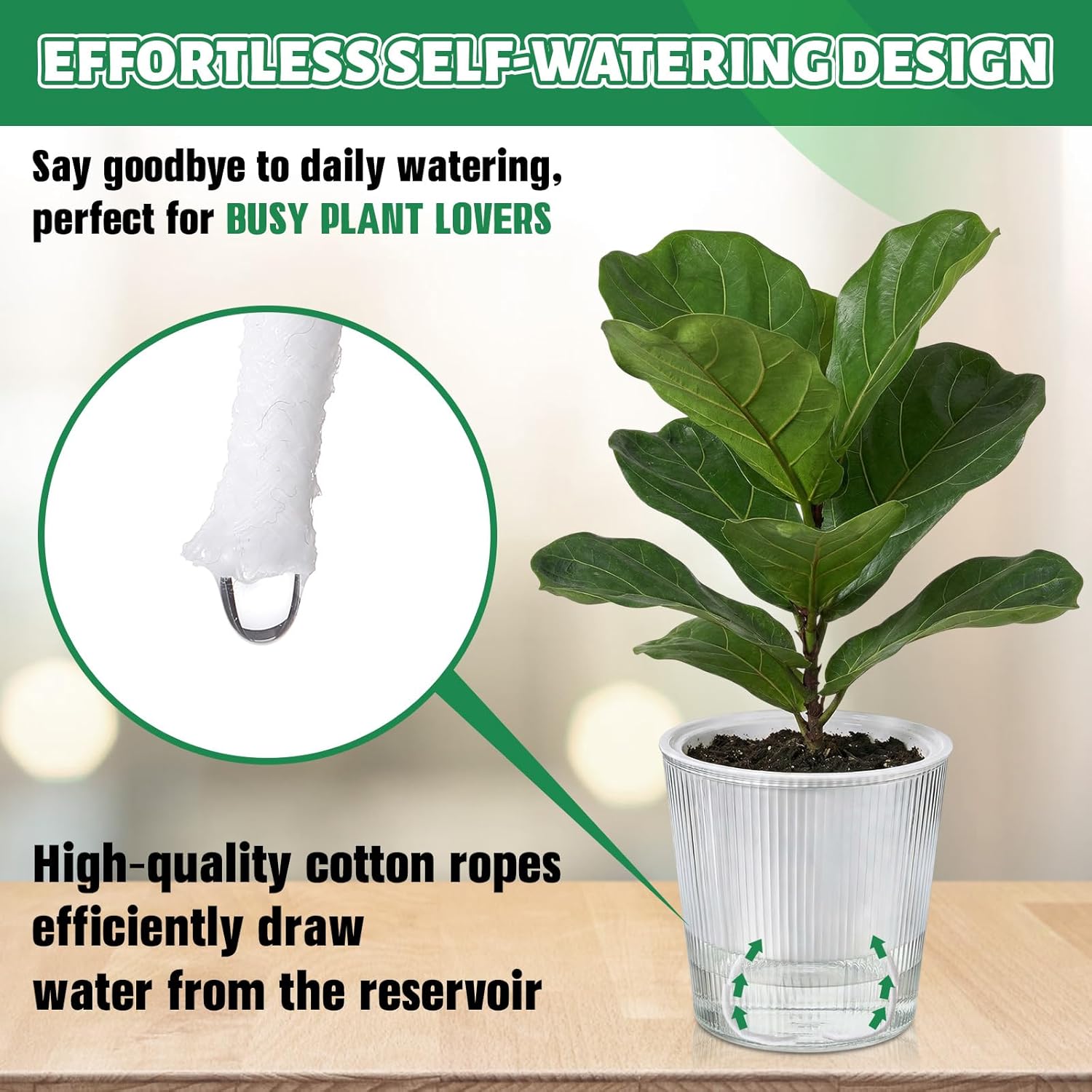 Transparente Selbstbewässernde – Aloe Vera Pot Bewertung und Preis