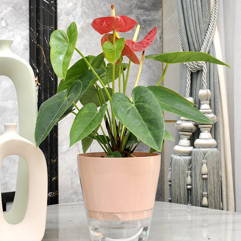 Lazy Flower mit Drainageloch,  – Aloe Vera Pot Bewertung und Preis
