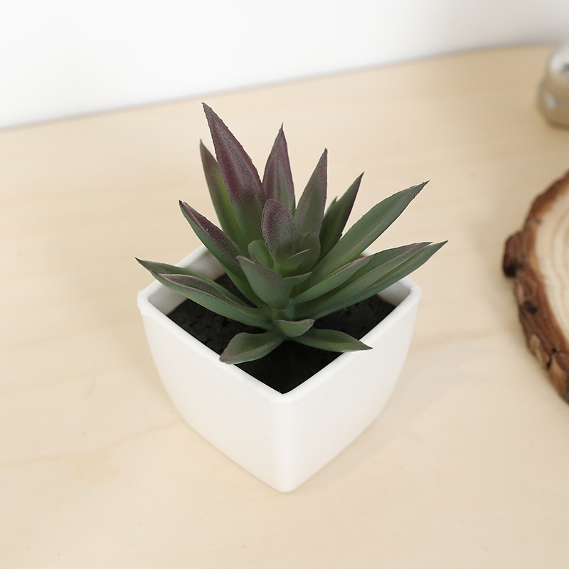 Mini künstliche Sukkulenten-Fe – Echeveria Succulent Bewertung und Preis